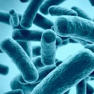 Fuelling gut microbes