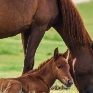 Insulin resistance and dysregulation in the horse: potential role of diet and exercise