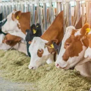 Micronutrient supplementation in animal nutrition and impact on human health