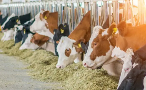 Micronutrient supplementation in animal nutrition and impact on human health