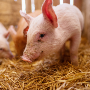 The Role of Additives and Antibiotic Alternatives in Livestock