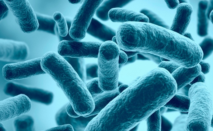 Fuelling gut microbes