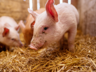 The Role of Additives and Antibiotic Alternatives in Livestock