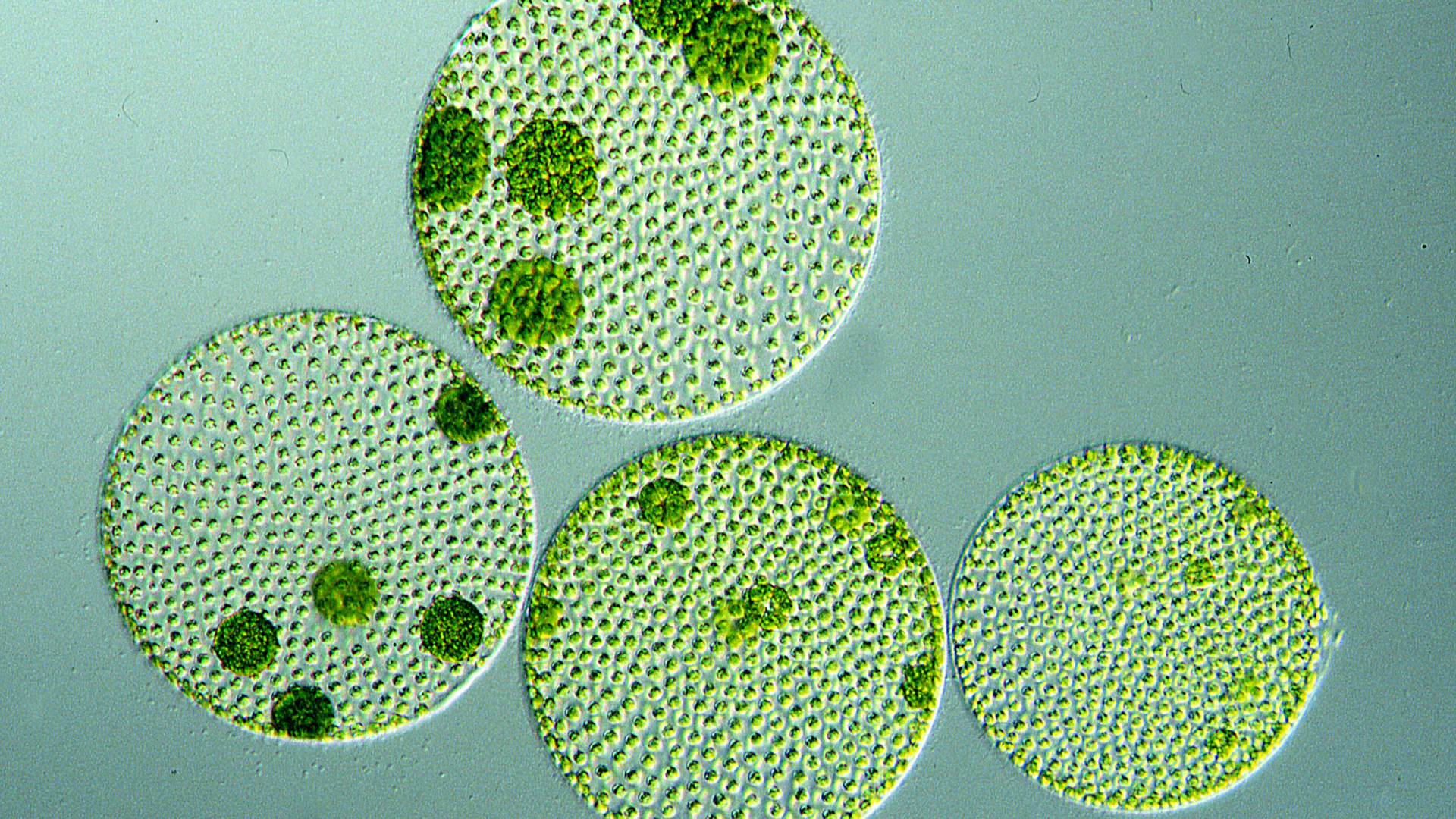 Protein Revolution: From Plant to Petrie Dish (to Plate)